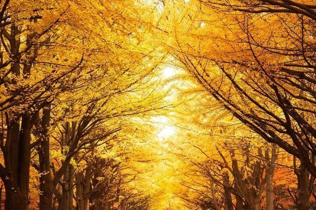 photo-ac-autumn-img-2020-tree-0558d-thumbnail2[1].jpg
