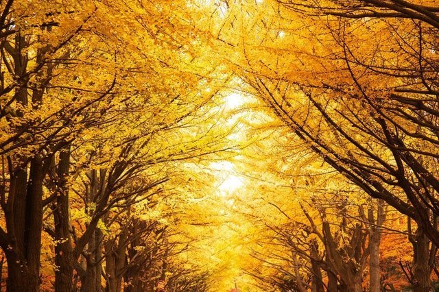 photo-ac-autumn-img-2020-tree.jpg